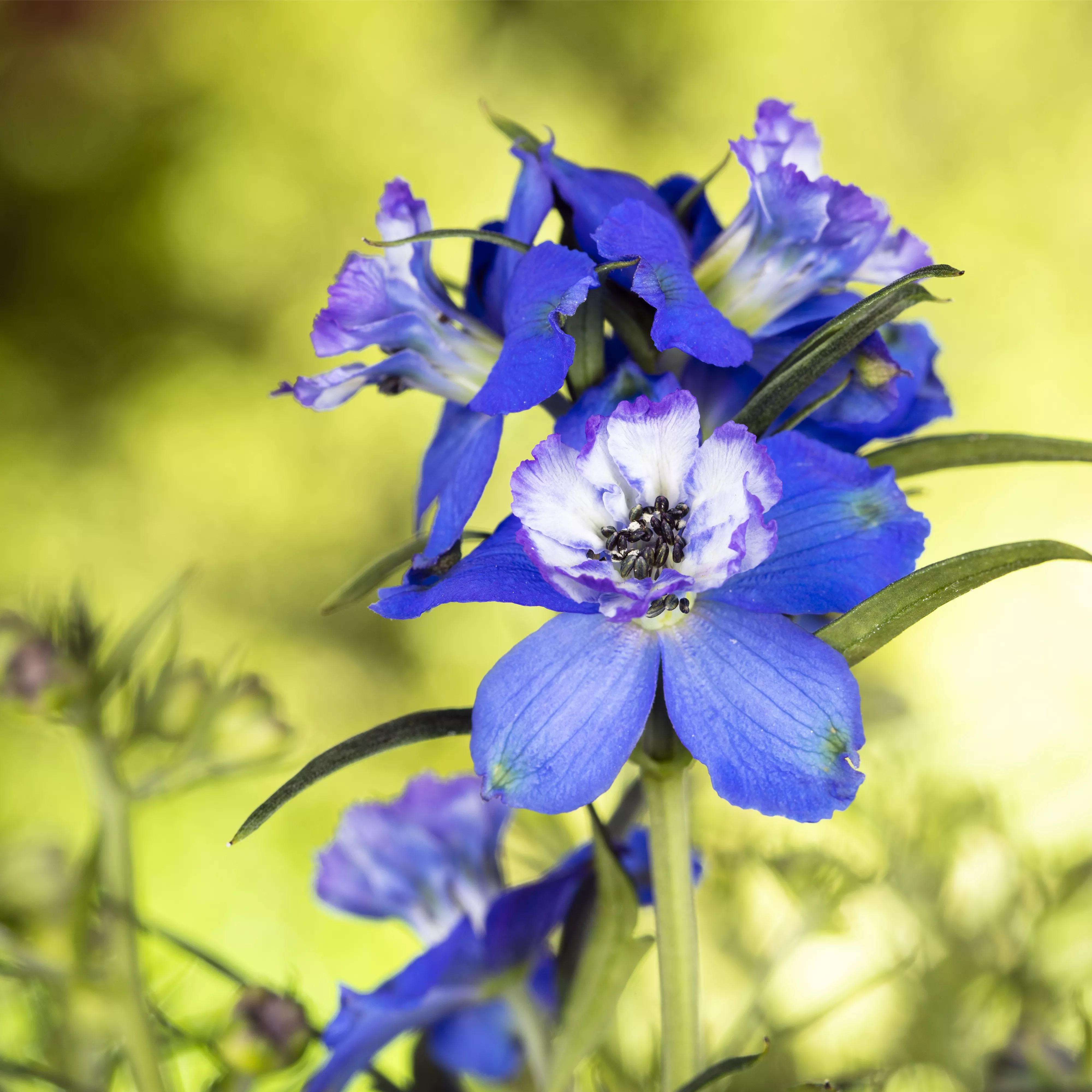 Blumenbeete in Blau und Violett