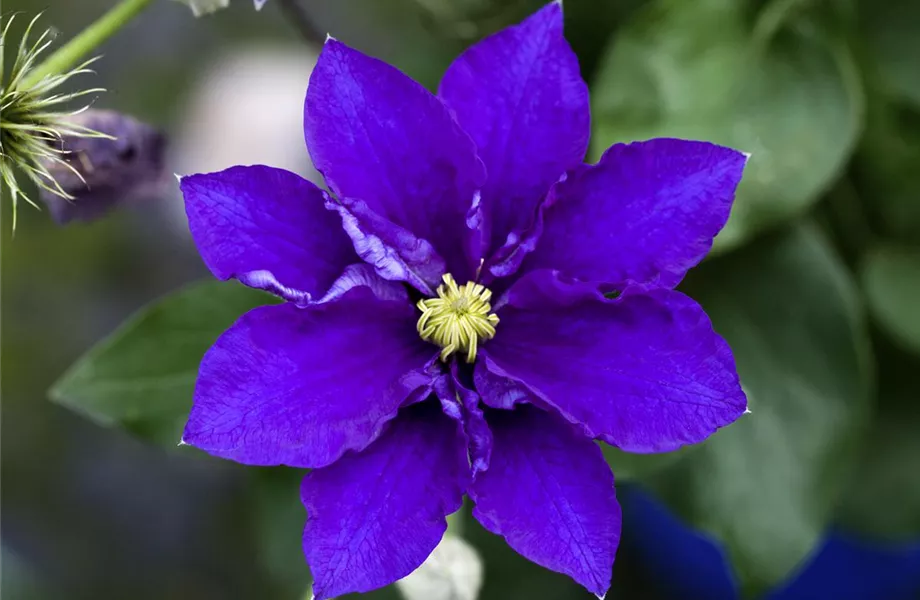 Blumenbeete in Blau und Violett