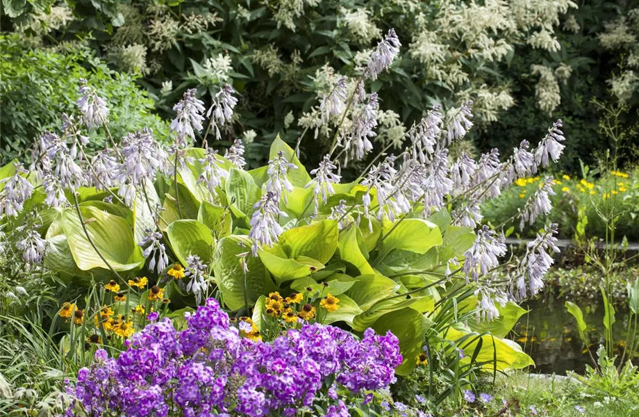 Das Staudenbeet – ein Blütenmeer im Garten