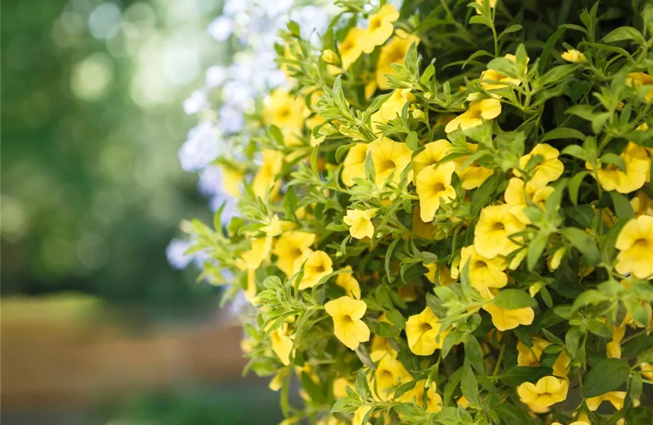 Urban Gardening trifft Upcycling – Blumenampeln aus einem Küchensieb