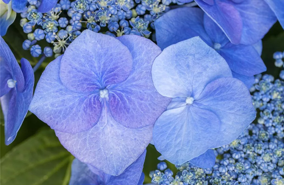 Hortensienarten und ihre wundervollen Eigenschaften