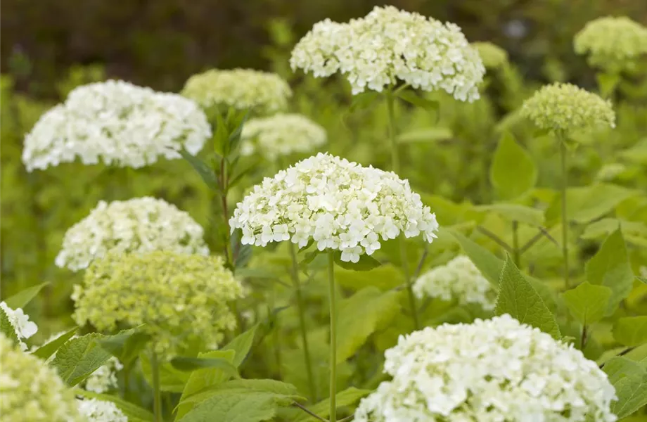 Hortensienarten und ihre wundervollen Eigenschaften