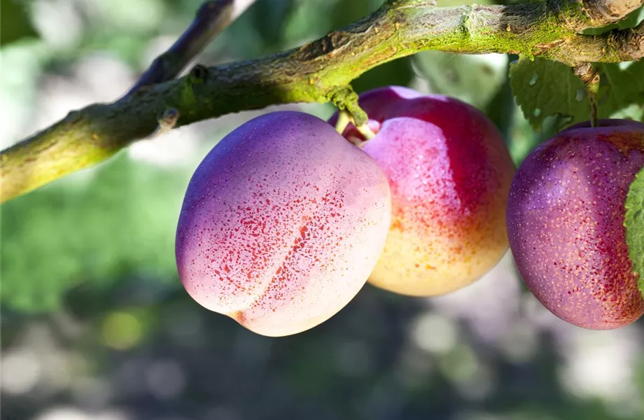 Die Streuobstwiese – Gesundheit zum Selberpflücken