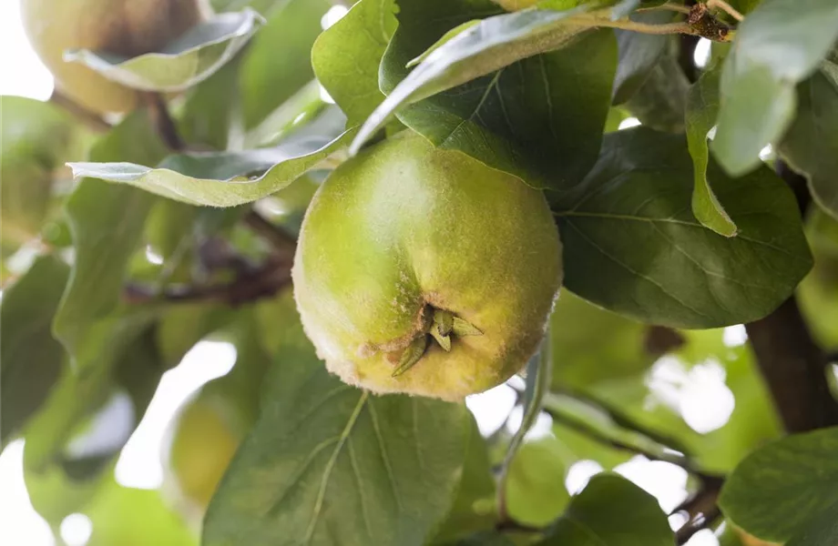 Die Streuobstwiese – Gesundheit zum Selberpflücken