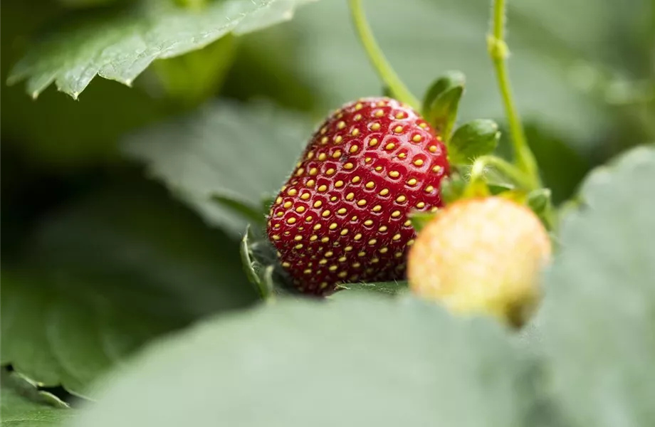 Erdbeeren – rot, rund und richtig lecker!