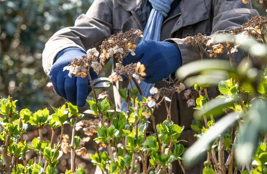 Alte Blütenstände machen Platz für neue Blüten