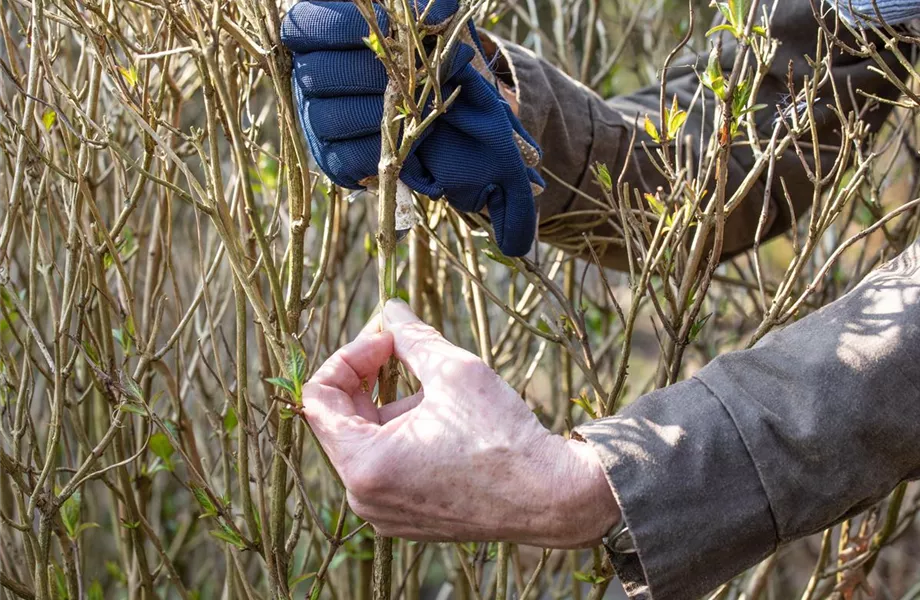 Alte Blütenstände machen Platz für neue Blüten