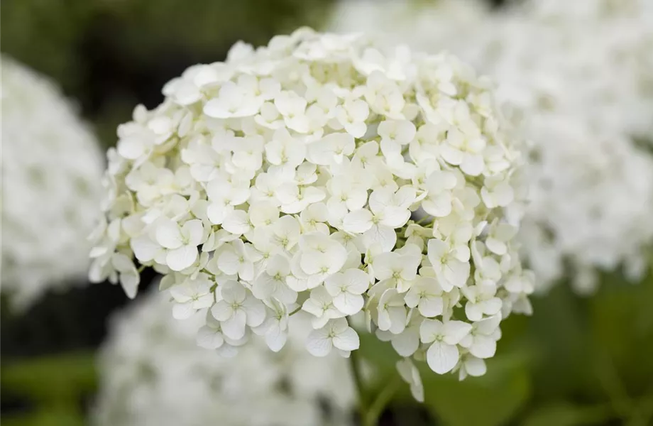 Der schöne Garten-Klassiker – die Hortensie