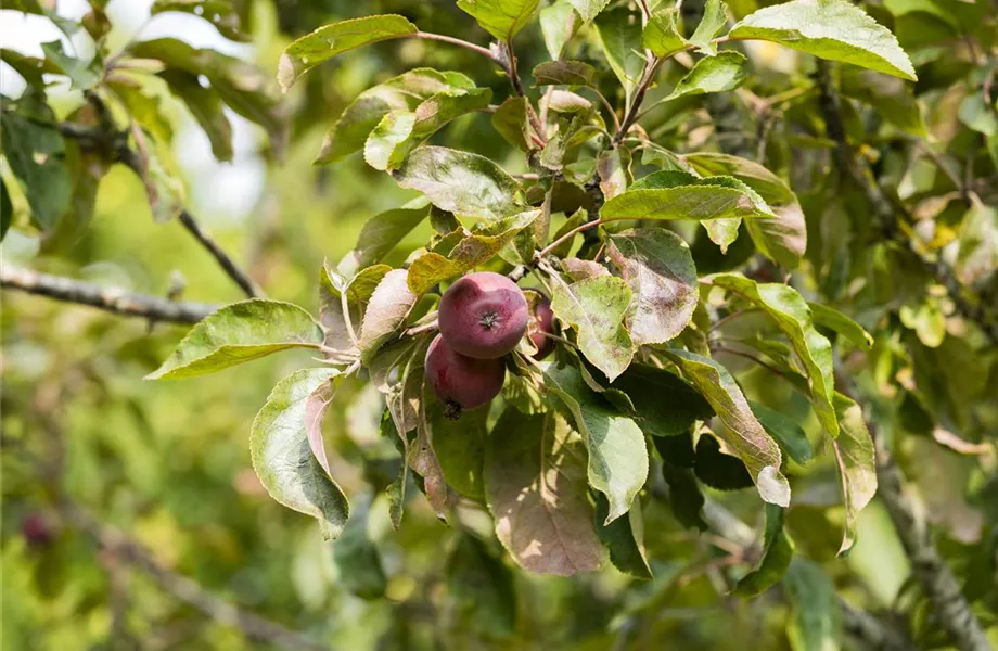 Obstbäume veredeln – frische neue Früchte