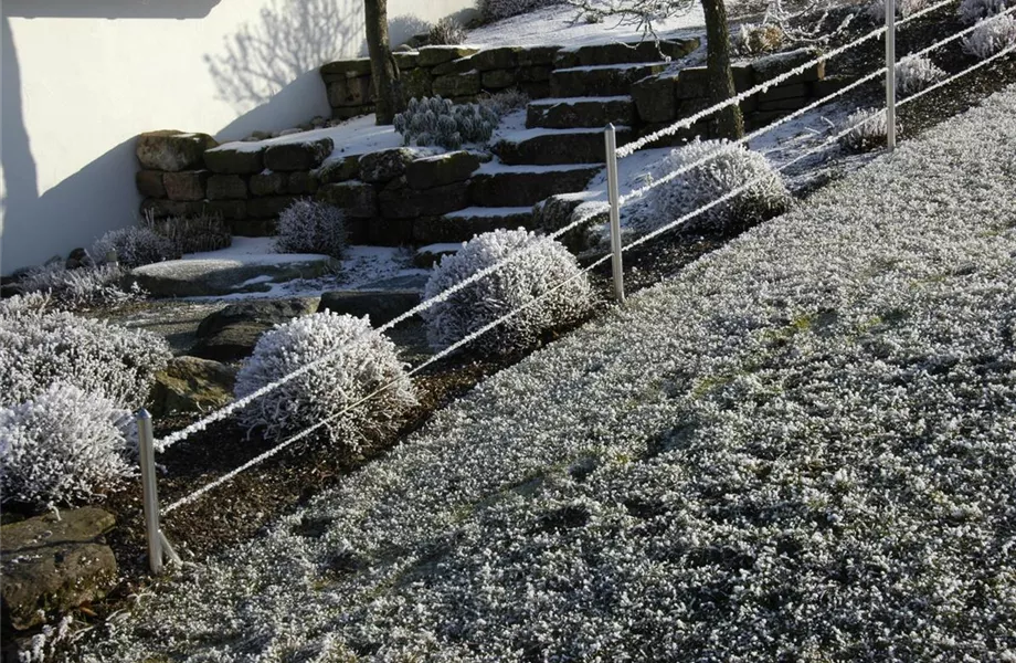 Die Blumentreppe – Blüten wollen hoch hinaus