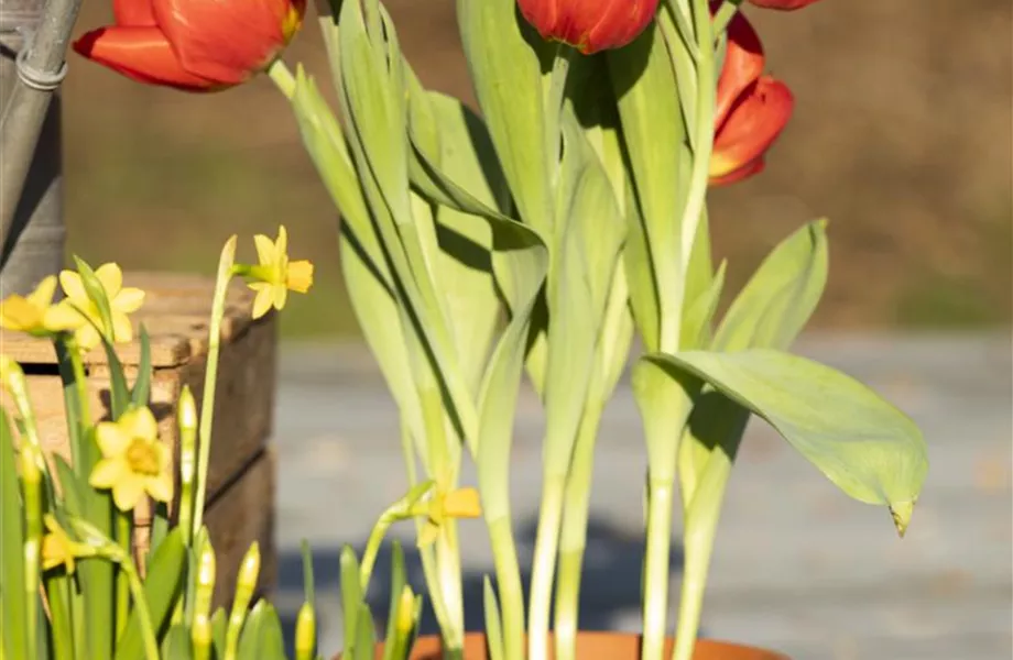 Blumenzwiebeln – einpflanzen in ein Gefäß