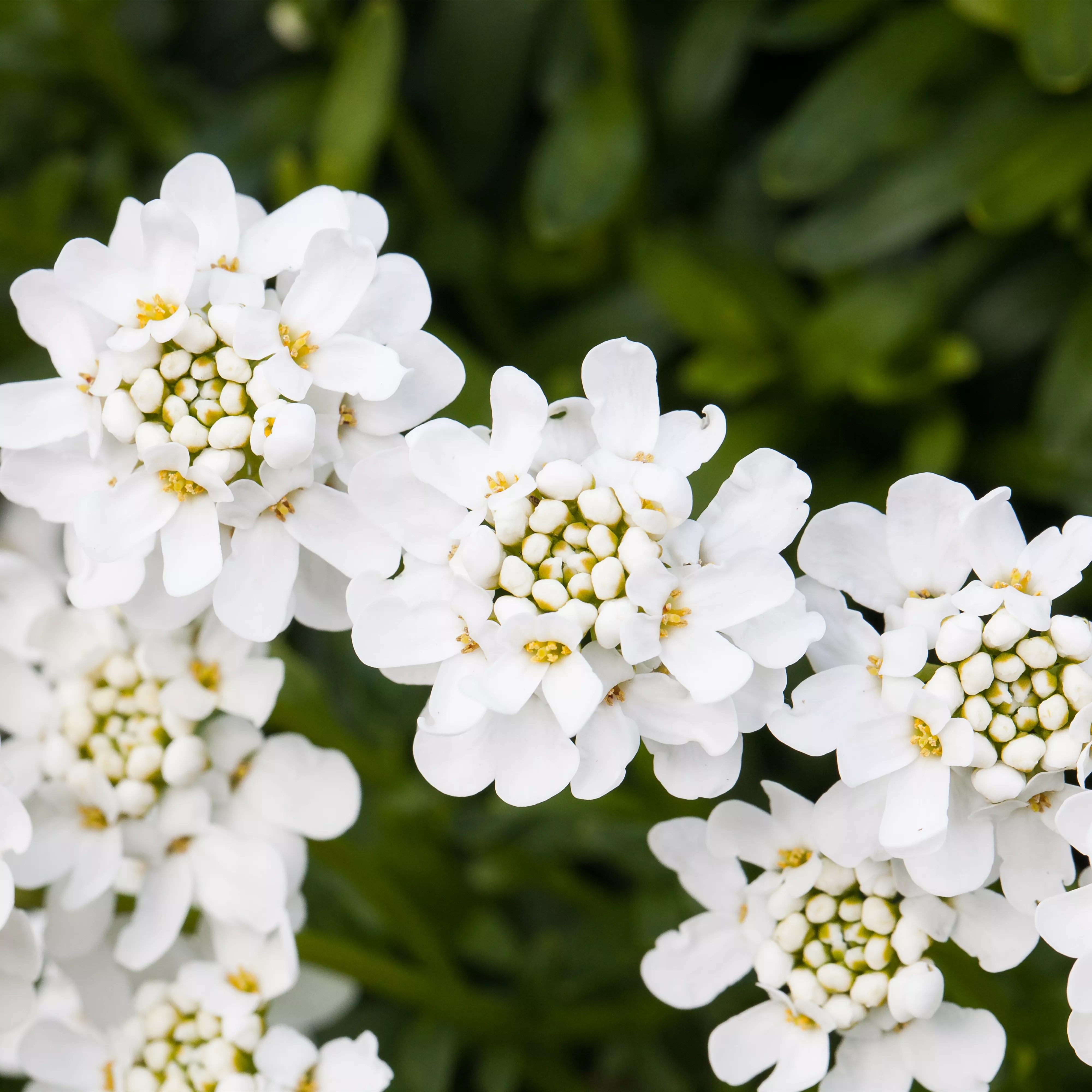 Die immergrüne Schleifenblume – Farbe garantiert