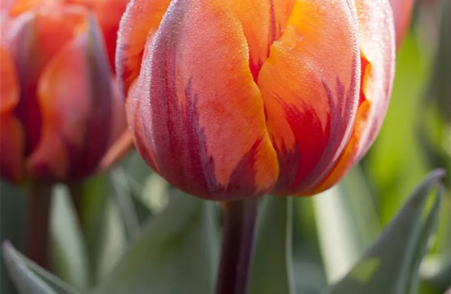 Das richtige Blumenbeet für den eigenen Garten