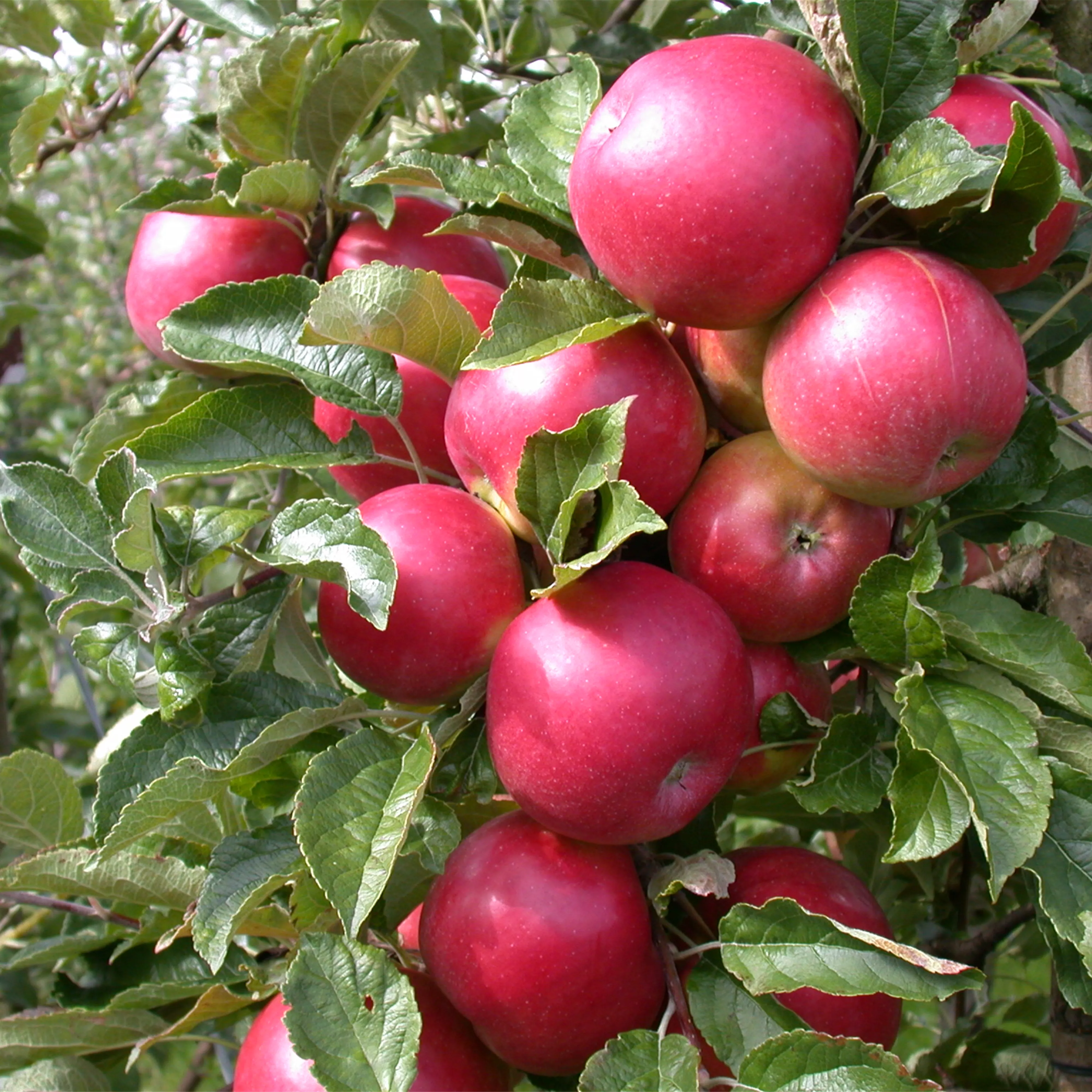 Obstbäume veredeln – frische neue Früchte