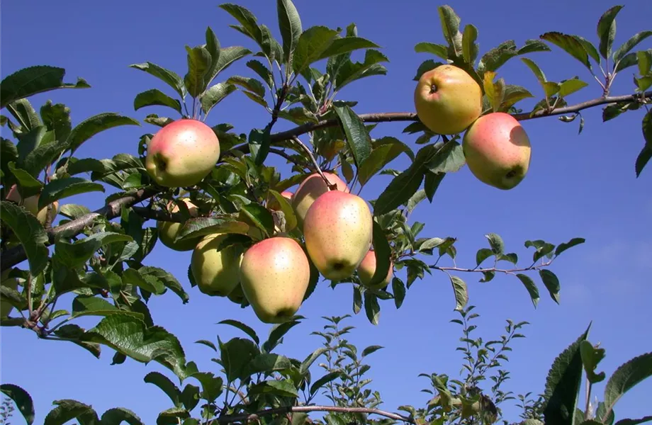 Obstbäume veredeln – frische neue Früchte