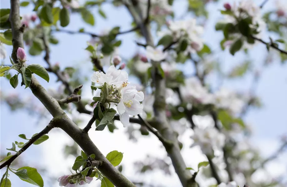 Obstbäume veredeln – frische neue Früchte