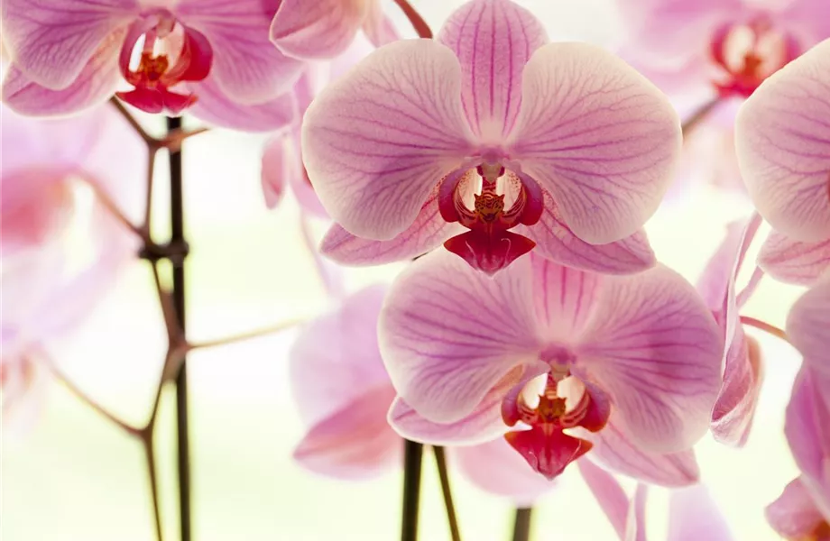 Orchideen für Anfänger und Profis