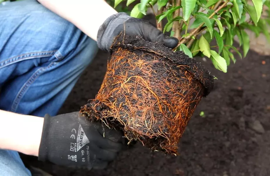 Portugiesische Kirschlorbeer - Einpflanzen im Garten