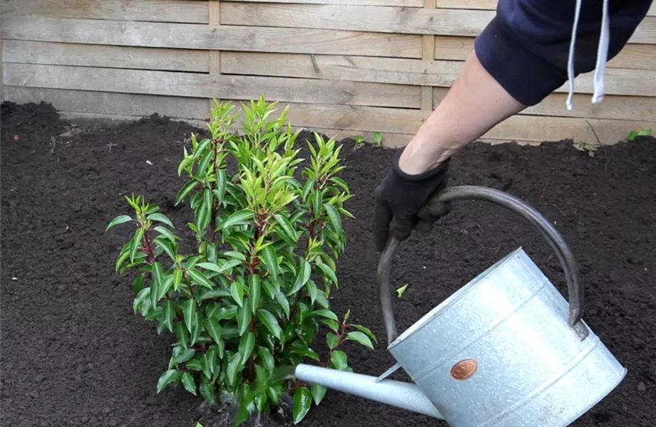 Portugiesische Kirschlorbeer - Einpflanzen im Garten