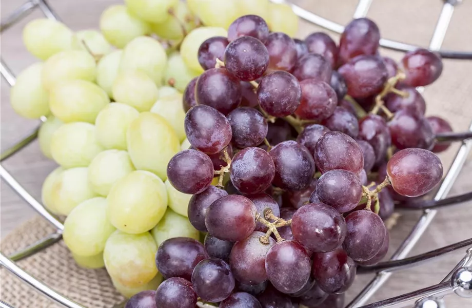 Warum Wein eigentlich aus Beeren gemacht wird