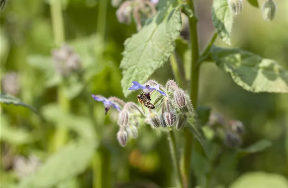 Kräutergarten – Anregungen und Gestaltungshinweise