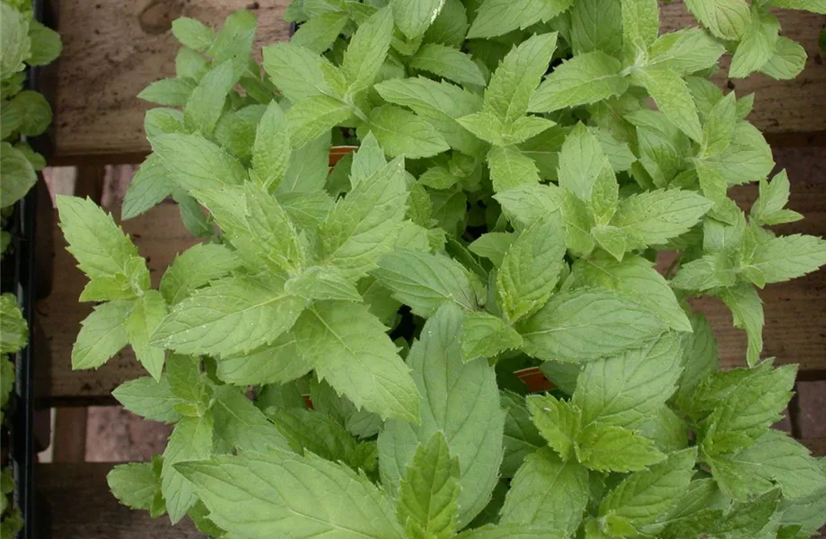 Urban Gardening – frische Kräuter für den Balkon