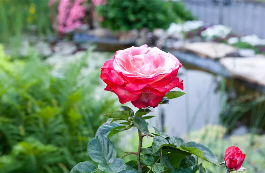 Die Rose – die Königin der Pflanzen für Balkon und Terrasse