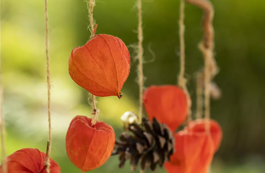 Ein herbstliches Windspiel aus Physalis und Tannenzapfen