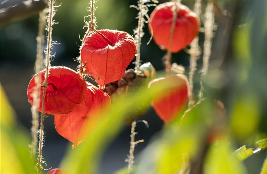 Schaurig schöne Tischgirlande aus Physalis