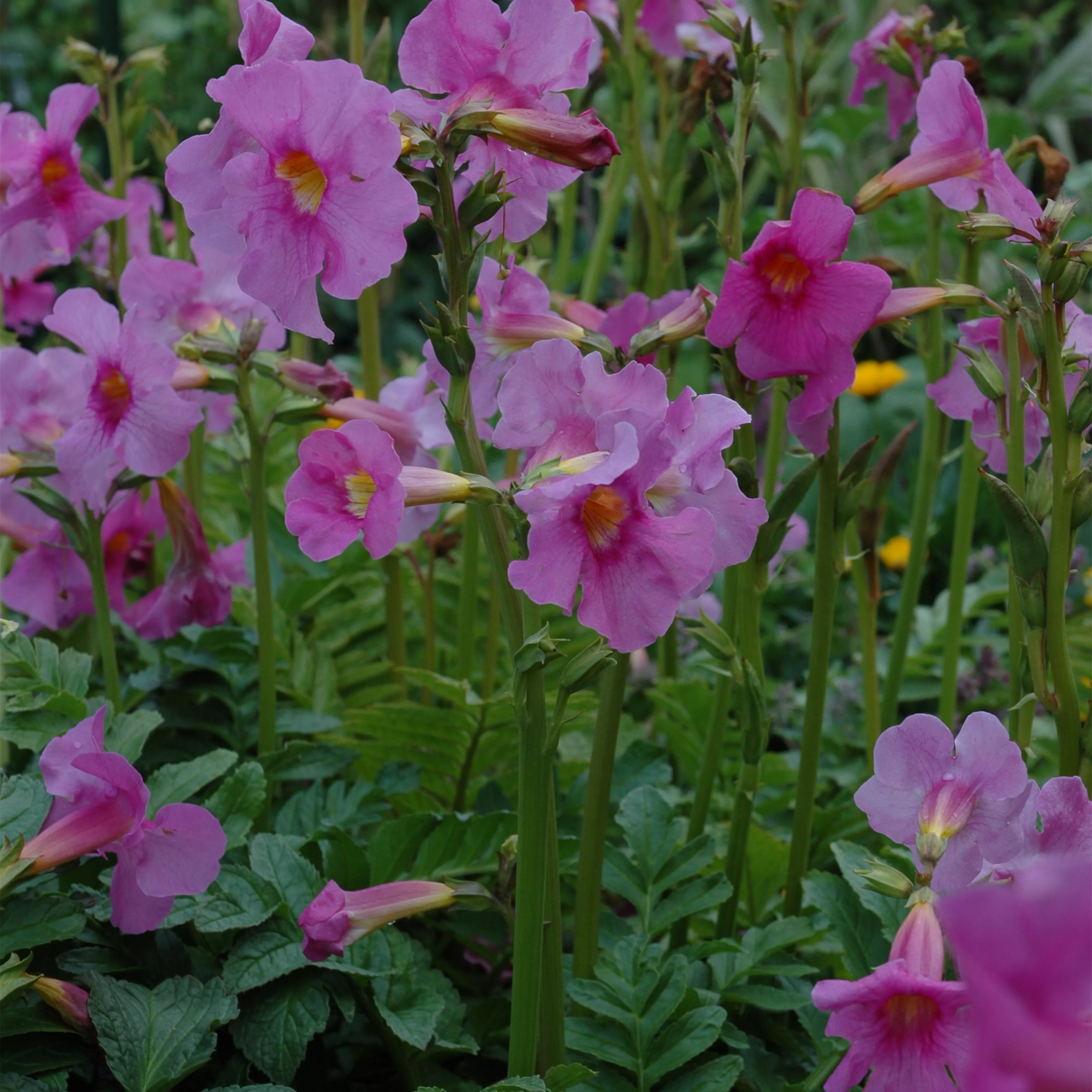 Freilandgloxinie – Trompetenblüten im Garten