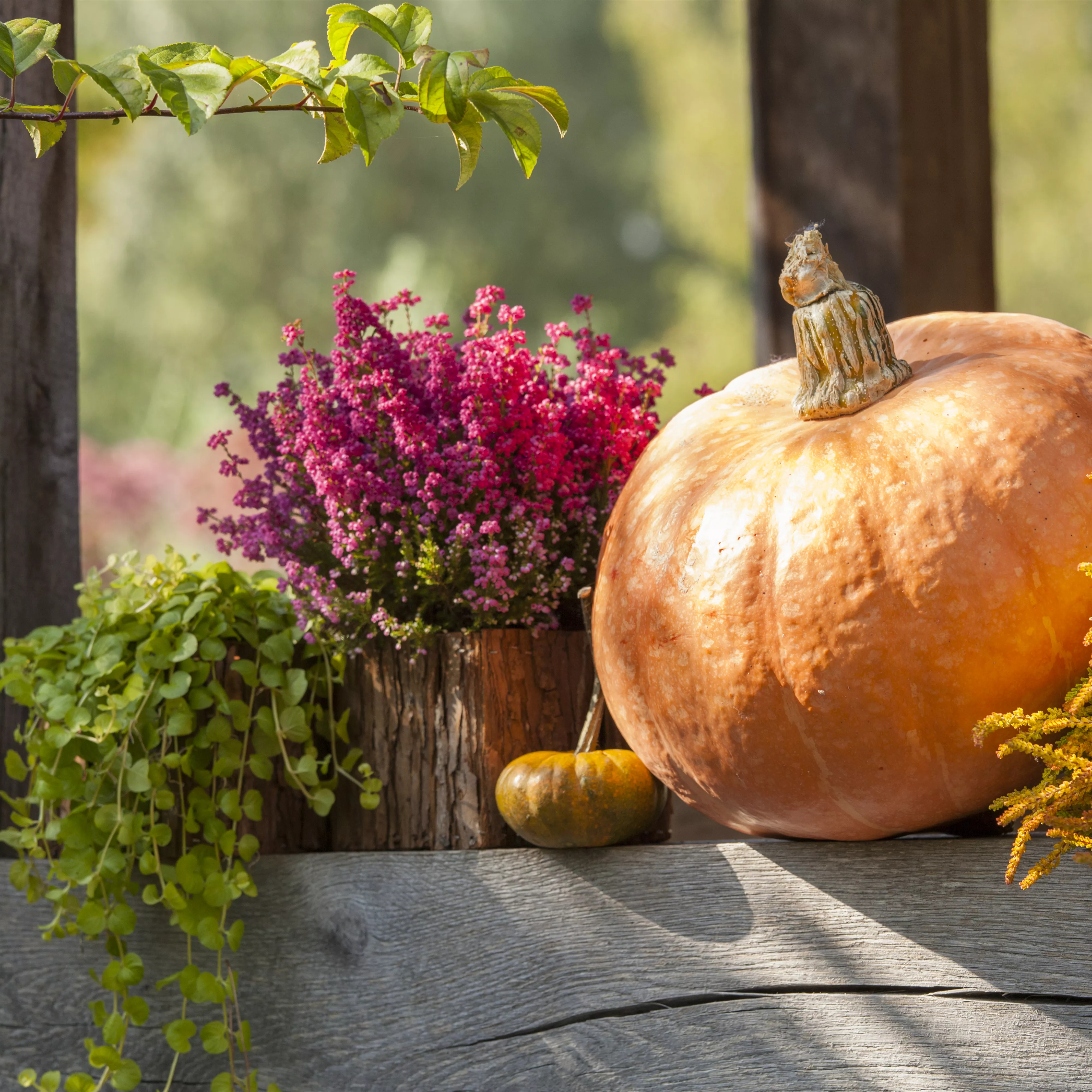 Herbstliche Dekoration im Kürbis