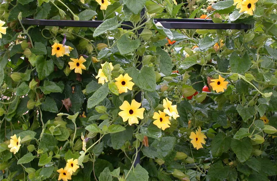 Kletterpflanzen – die grünen Bergsteiger im Garten