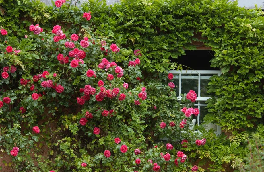 Kletterpflanzen im Garten - hoch hinaus und noch viel weiter!