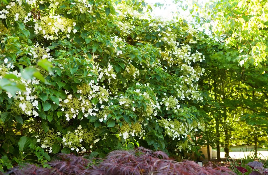 Kletterpflanzen – die grünen Bergsteiger im Garten