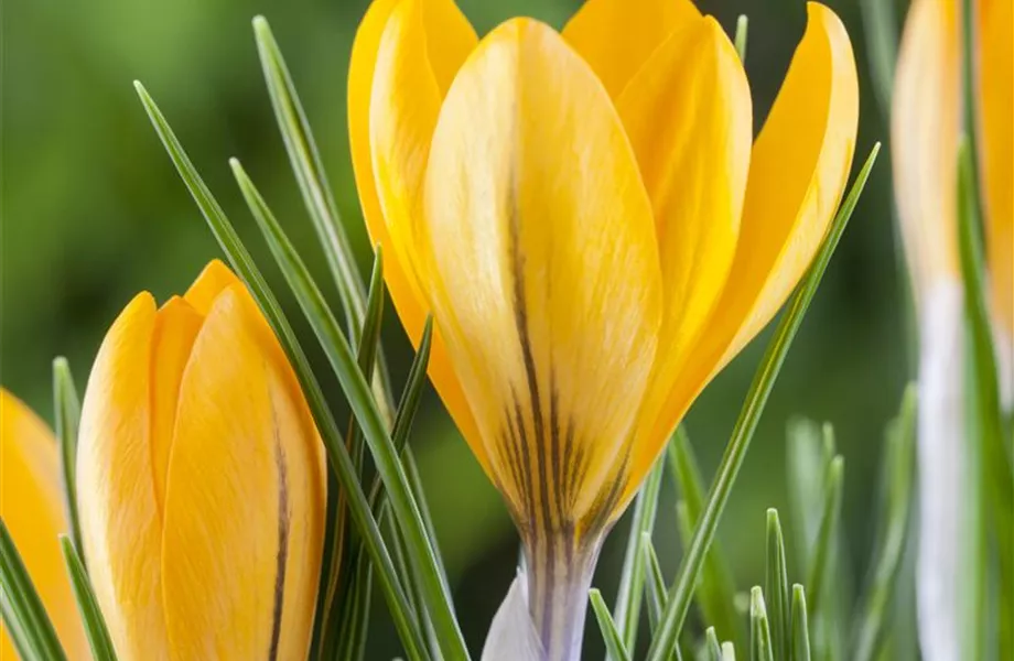 Krokus pflanzen: Der Klassiker im Frühlingsbeet