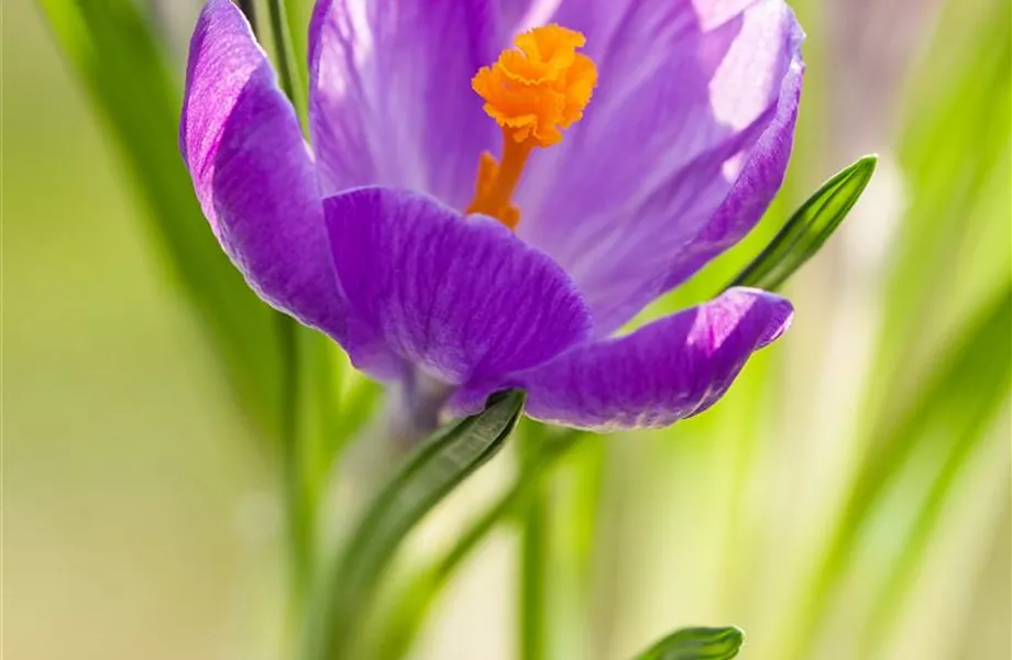 Krokus pflanzen: Der Klassiker im Frühlingsbeet