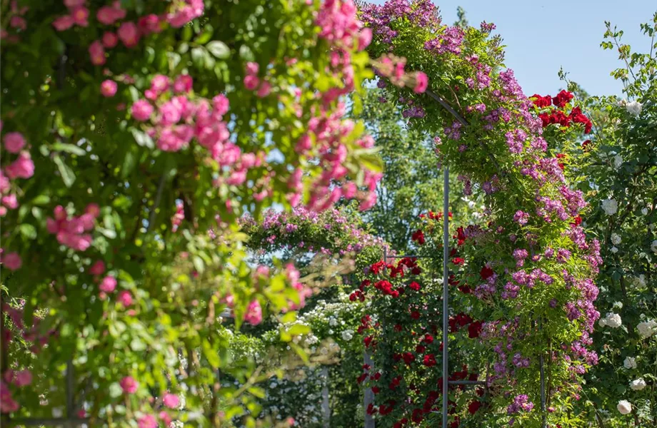 Kletterpflanzen im Garten - hoch hinaus und noch viel weiter!