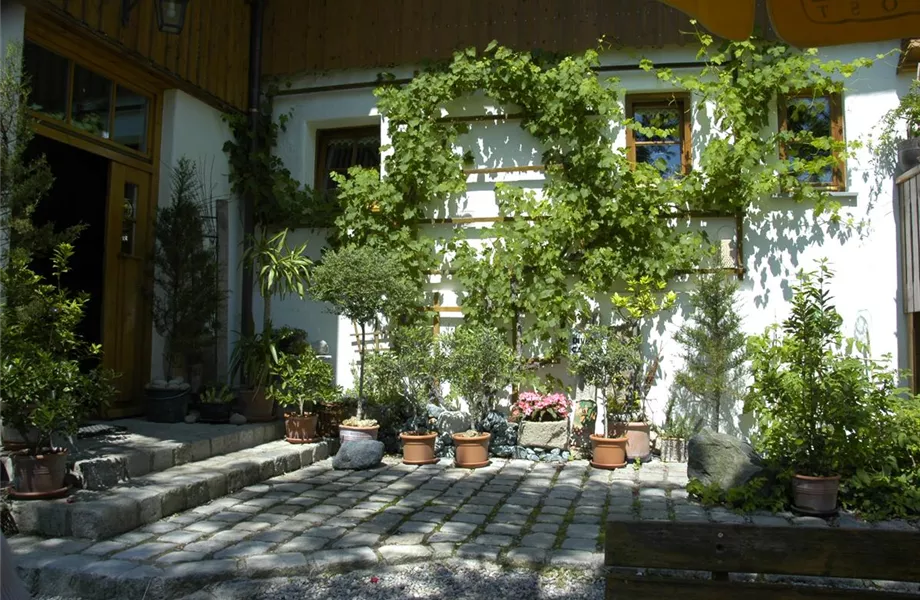 Kletterpflanzen im Garten - hoch hinaus und noch viel weiter!