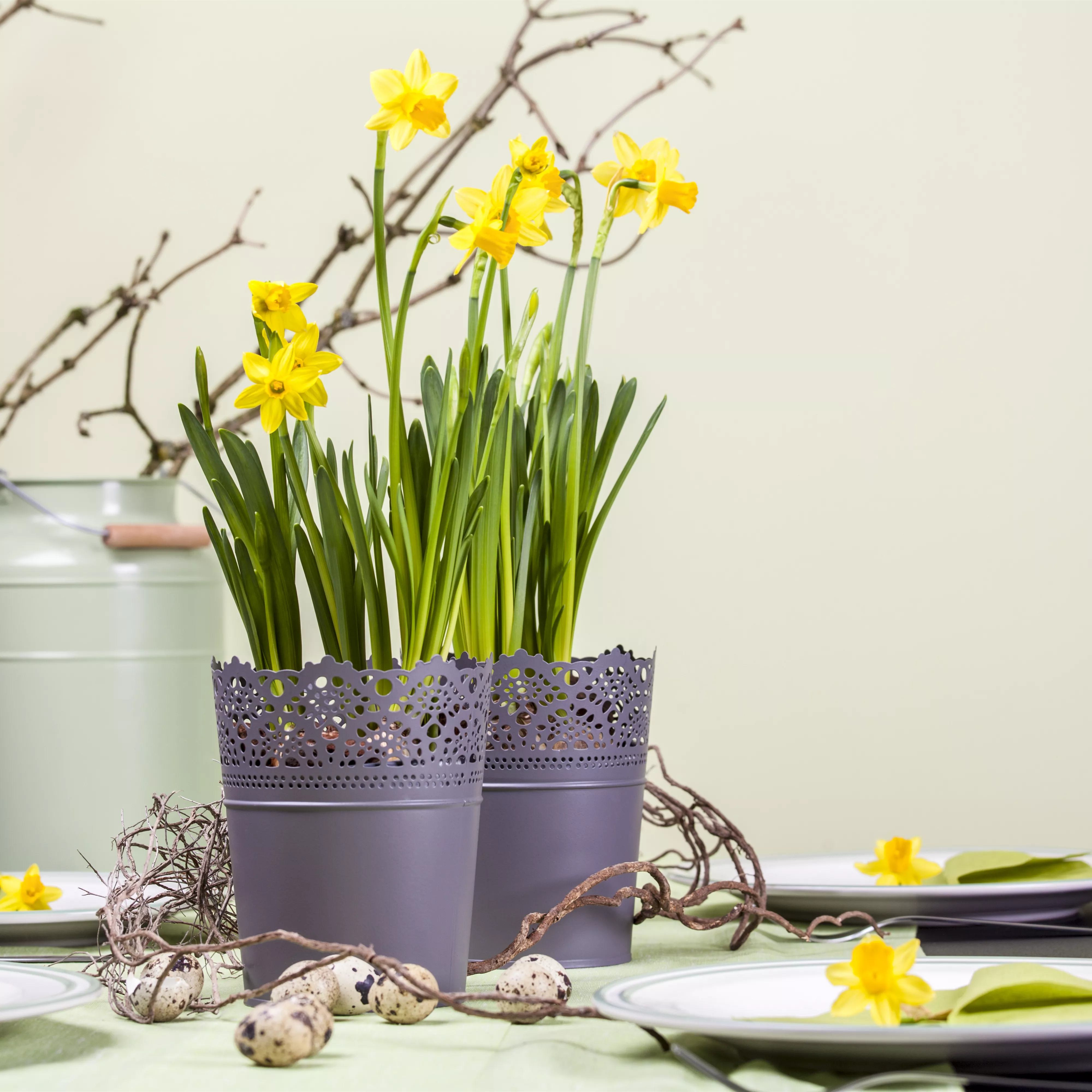 Frühblüher im Haus – Blumenzwiebeln antreiben