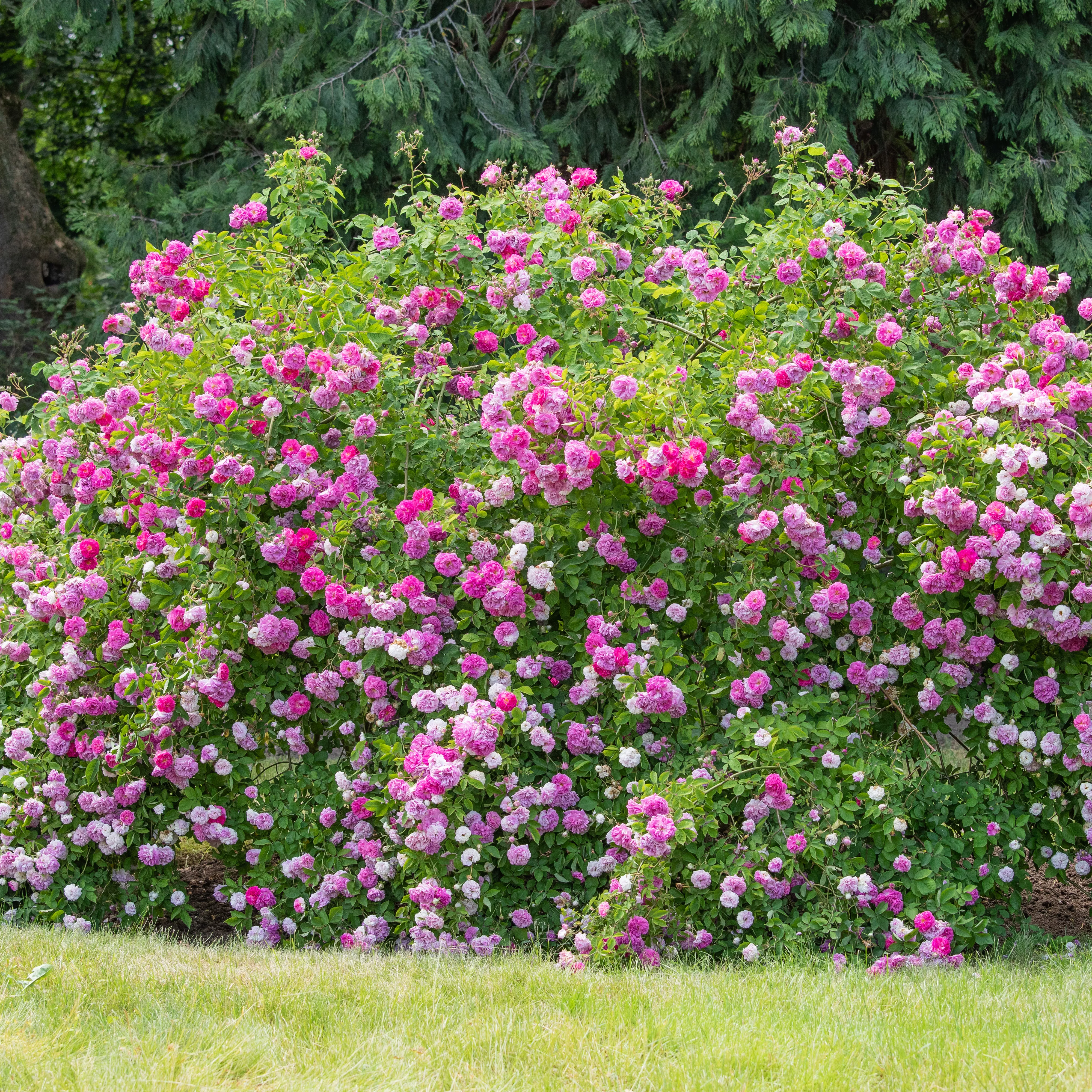 Historische Rosen – Schönheit mit einer langen Geschichte