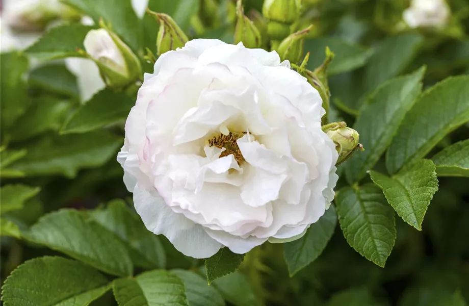 Historische Rosen – Schönheit mit einer langen Geschichte