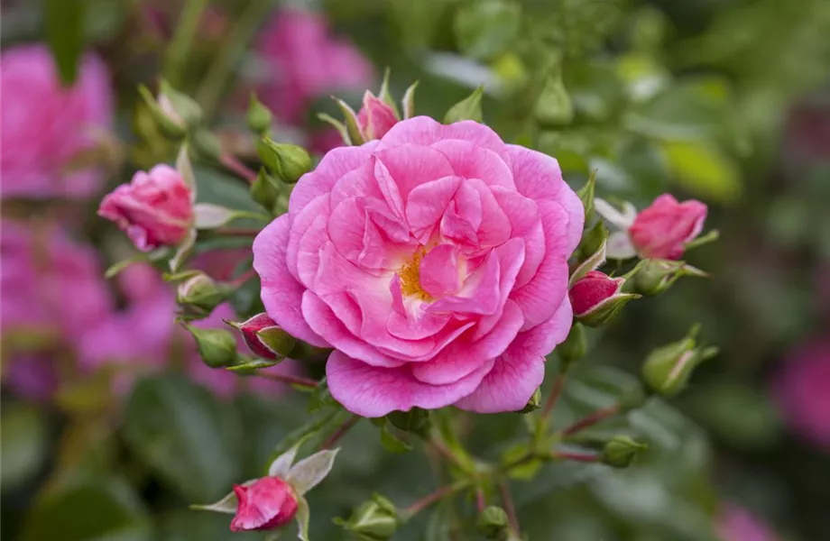 Historische Rosen – Schönheit mit einer langen Geschichte