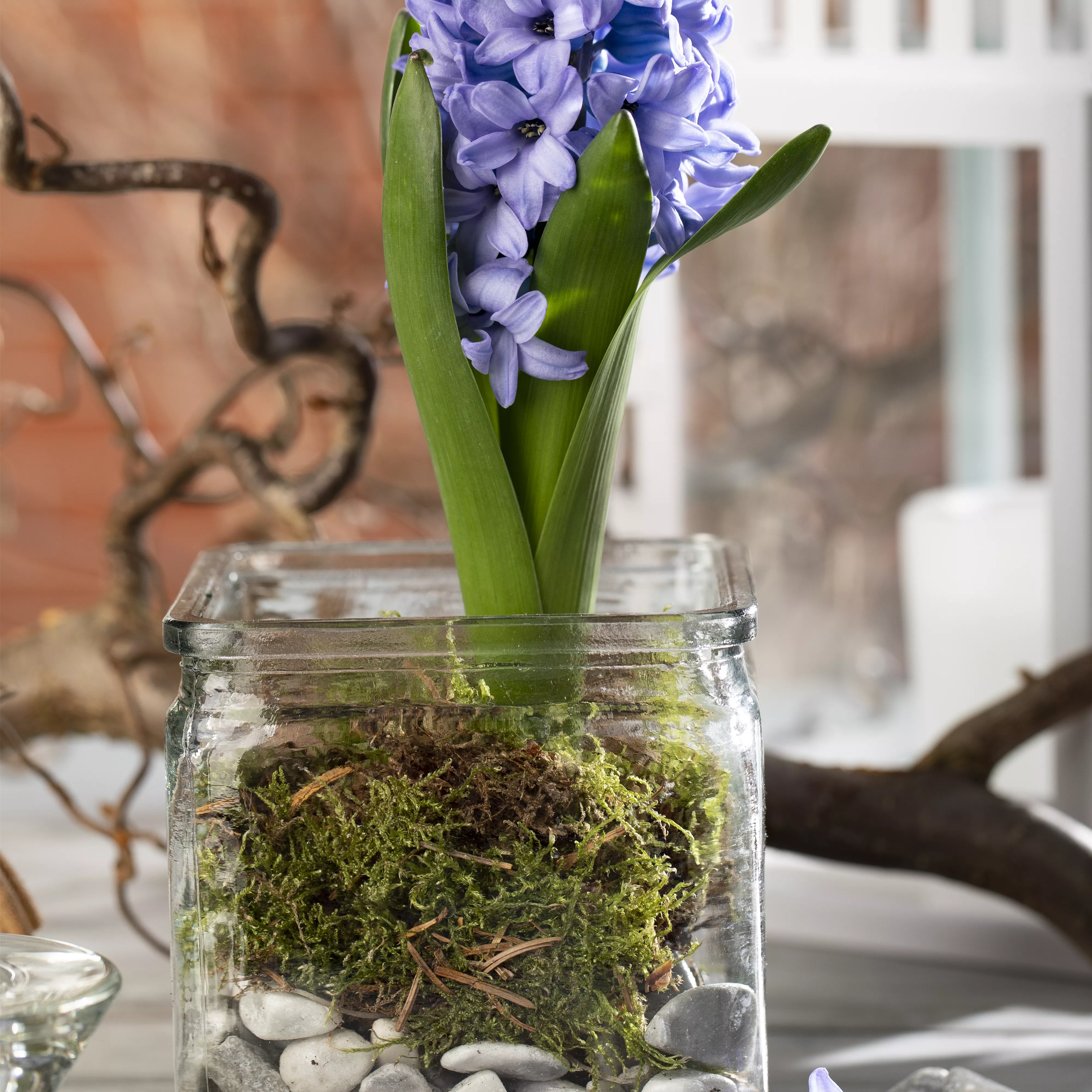 Weihnachtliche Geschenkidee: Blumenzwiebeln im Glas