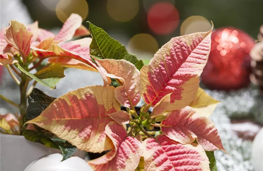 Advent - mit schönen Ideen durch die Vorweihnachtszeit 