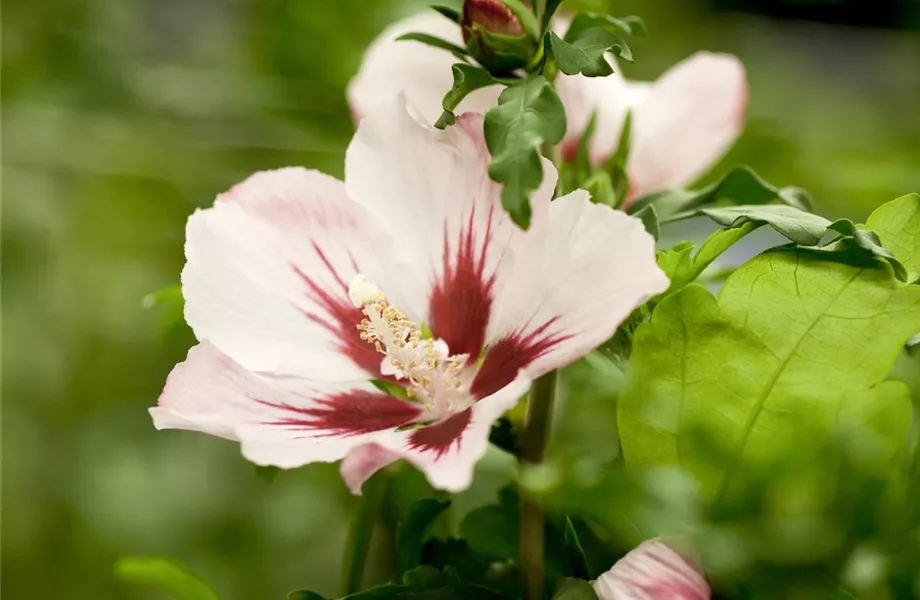 Der Hibiskus, ein großartiges Mitglied im Garten-Ensemble