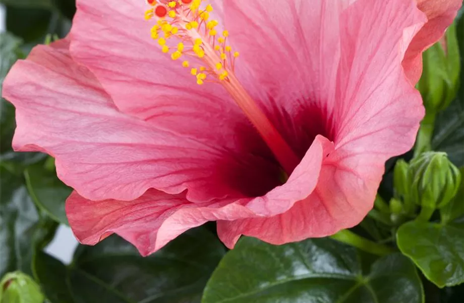 Der Hibiskus, ein großartiges Mitglied im Garten-Ensemble