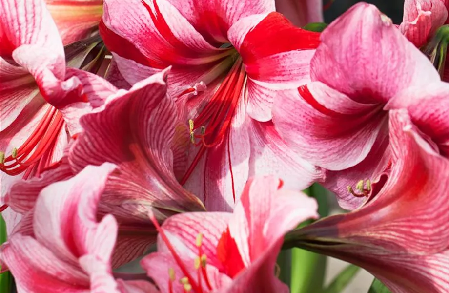 Amaryllis – weihnachtlicher Blütentraum