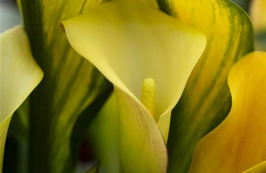 Frostempfindliche Schönheit: Calla überwintern