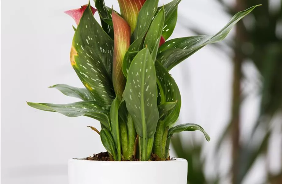 Frostempfindliche Schönheit: Calla überwintern