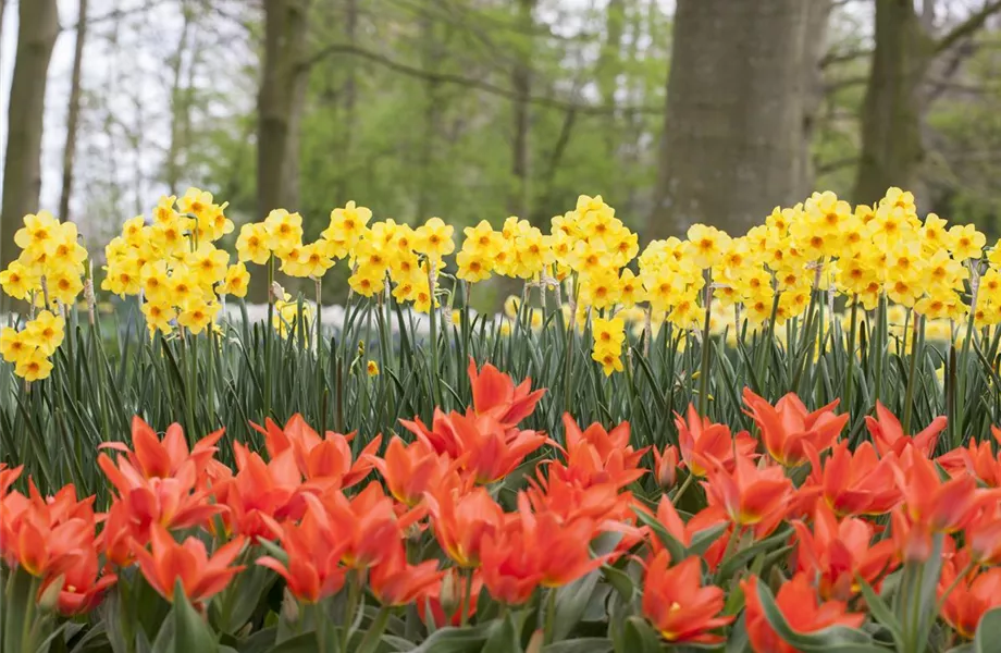 Blumenzwiebeln pflanzen im Garten